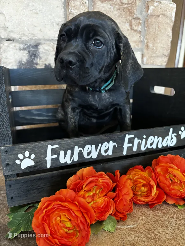Teal collar – Cane Corso puppy for sale in Tucson, AZ