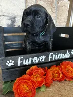 Teal collar, a female Cane Corso for sale in Tucson, AZ – 1 of 6