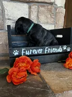 Teal collar, a female Cane Corso for sale in Tucson, AZ – 6 of 6
