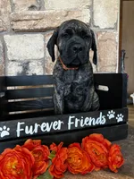 Orange collar, a male Cane Corso for sale in Tucson, AZ – 3 of 5