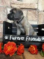 Black collar, a male Cane Corso for sale in Tucson, AZ – 6 of 7