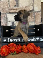 Pink collar, a female Cane Corso for sale in Tucson, AZ – 2 of 5