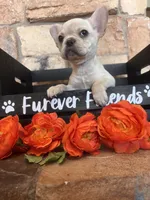 AKC Cream frenchie, a female French Bulldog for sale in Tucson, AZ – 6 of 8