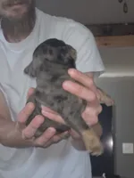 Gina, a female Olde English Bulldogge for sale in Juda, WI – 3 of 6