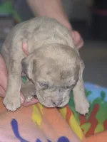 Skye, a female Olde English Bulldogge for sale in Juda, WI – 3 of 3