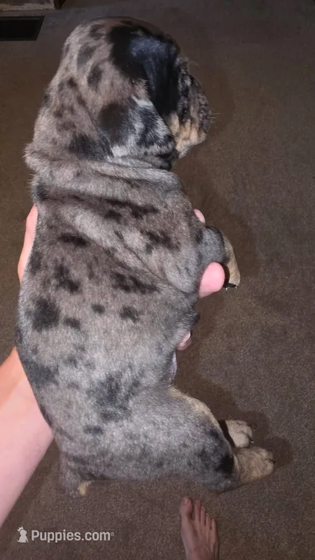 Gina – Olde English Bulldogge puppy for sale in Juda, WI
