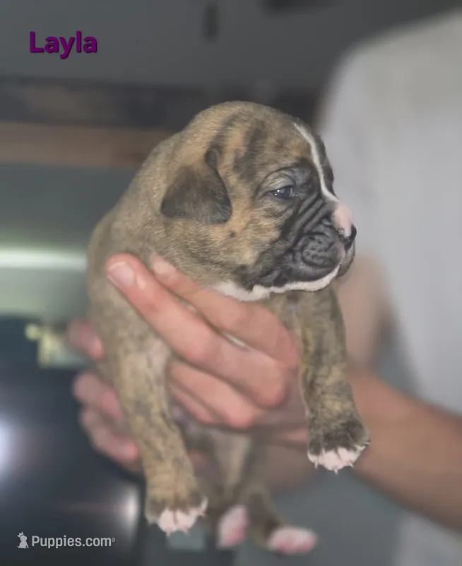 Layla – Olde English Bulldogge puppy for sale in Juda, WI