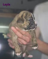 Layla, a female Olde English Bulldogge for sale in Juda, WI – 1 of 2
