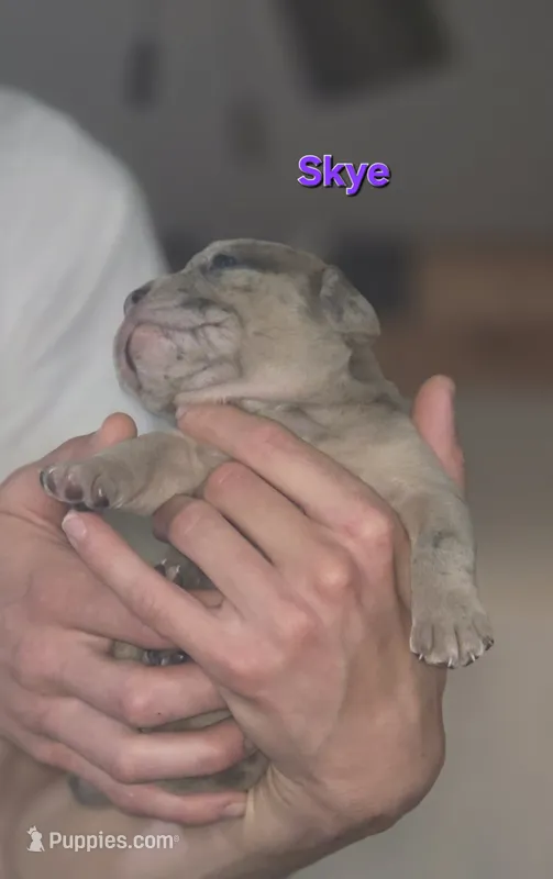 Skye – Olde English Bulldogge puppy for sale in Juda, WI