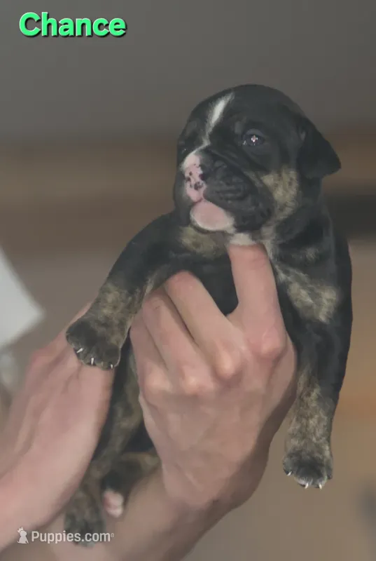 Chance  – Olde English Bulldogge puppy for sale in Juda, WI