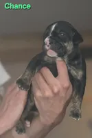Chance , a male Olde English Bulldogge for sale in Juda, WI – 1 of 5