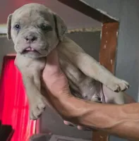 Skye, a female Olde English Bulldogge for sale in Juda, WI – 2 of 6