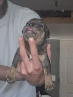 Gina, a female Olde English Bulldogge for sale in Juda, WI – 2 of 3