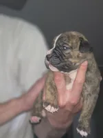 Layla, a female Olde English Bulldogge for sale in Juda, WI – 2 of 2