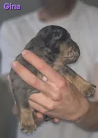 Gina, a female Olde English Bulldogge for sale in Juda, WI – 4 of 6