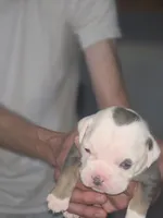 Lucky , a male Olde English Bulldogge for sale in Juda, WI – 4 of 4