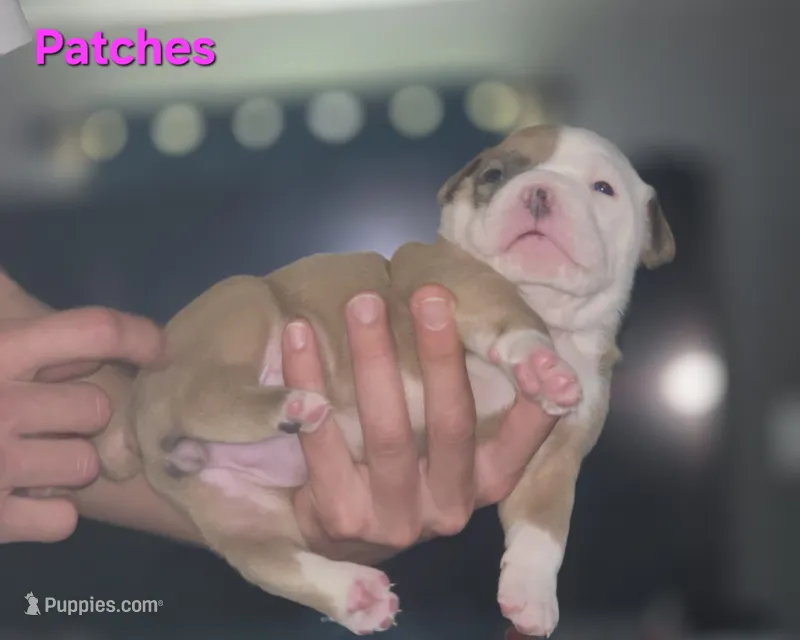 Patches – Olde English Bulldogge puppy for sale in Juda, WI