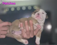Patches, a female Olde English Bulldogge for sale in Juda, WI – 1 of 2