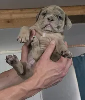Skye, a female Olde English Bulldogge for sale in Juda, WI – 1 of 6