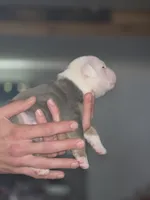 Lucky , a male Olde English Bulldogge for sale in Juda, WI – 3 of 4
