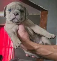 Skye, a female Olde English Bulldogge for sale in Juda, WI – 5 of 6