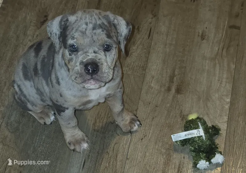 Scarlett – Olde English Bulldogge puppy for sale in Juda, WI
