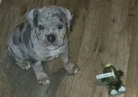 Scarlett, a female Olde English Bulldogge for sale in Juda, WI – 1 of 1