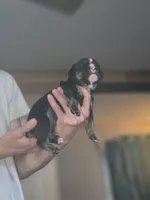 Chance , a male Olde English Bulldogge for sale in Juda, WI – 4 of 5