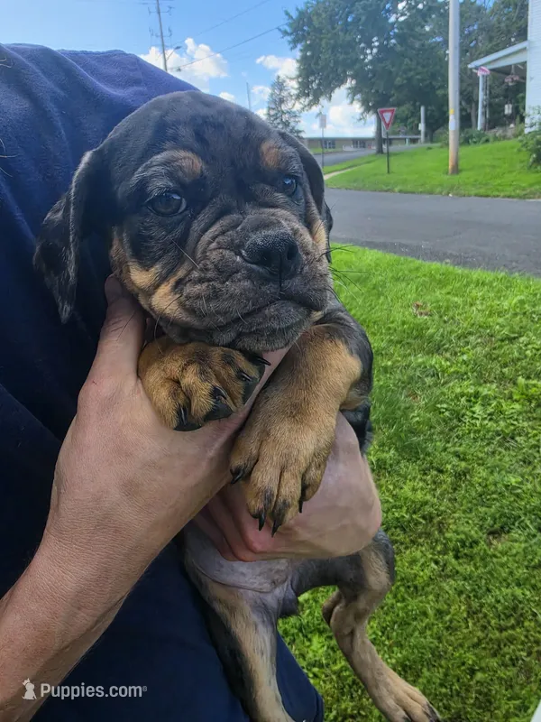Gina – Olde English Bulldogge puppy for sale in Juda, WI