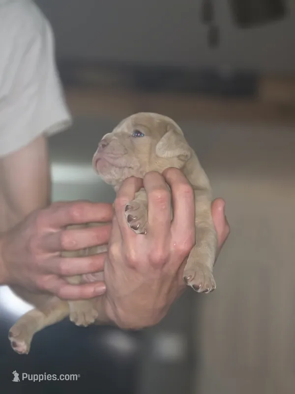 Lenny – Olde English Bulldogge puppy for sale in Juda, WI