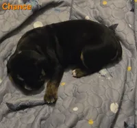 Chance , a male Olde English Bulldogge for sale in Juda, WI – 2 of 5