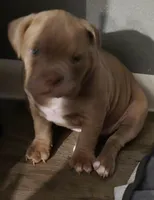 Zelda, a female Olde English Bulldogge for sale in Juda, WI – Photo 2 of 4