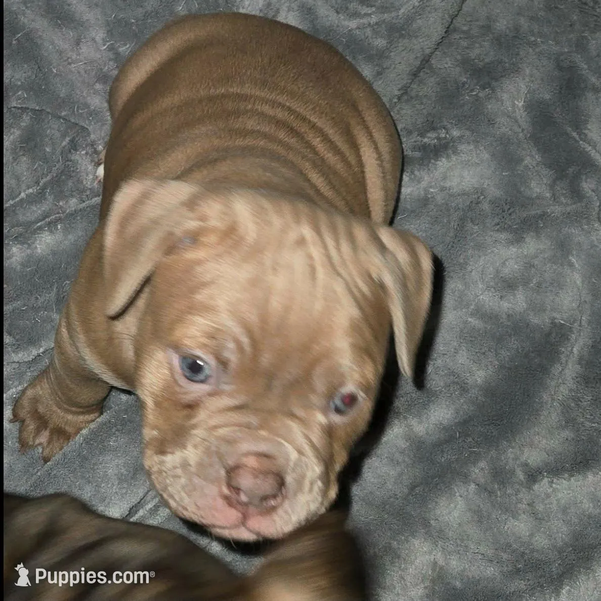 Zelda – Olde English Bulldogge puppy for sale in Juda, WI