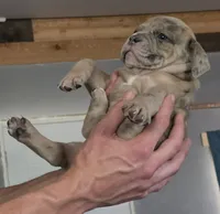 Skye, a female Olde English Bulldogge for sale in Juda, WI – 6 of 6