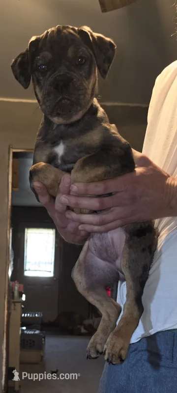 Gina – Olde English Bulldogge puppy for sale in Juda, WI