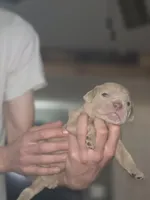 Lenny, a male Olde English Bulldogge for sale in Juda, WI – 3 of 3