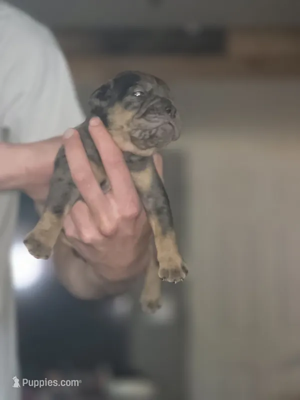 Gina – Olde English Bulldogge puppy for sale in Juda, WI