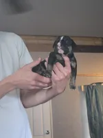 Chance , a male Olde English Bulldogge for sale in Juda, WI – 3 of 5