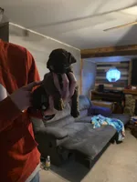 Junior, a male Olde English Bulldogge for sale in Juda, WI – Photo 3 of 3