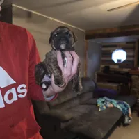 Junior, a male Olde English Bulldogge for sale in Juda, WI – Photo 2 of 6