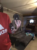 Junior, a male Olde English Bulldogge for sale in Juda, WI – Photo 2 of 3