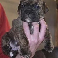 Junior, a male Olde English Bulldogge for sale in Juda, WI – Photo 1 of 6