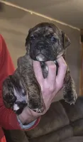 Junior, a male Olde English Bulldogge for sale in Juda, WI – Photo 1 of 3
