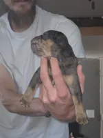 Gina, a female Olde English Bulldogge for sale in Juda, WI – 2 of 6