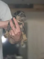 Gina, a female Olde English Bulldogge for sale in Juda, WI – 5 of 6