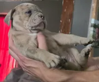 Skye, a female Olde English Bulldogge for sale in Juda, WI – 3 of 6