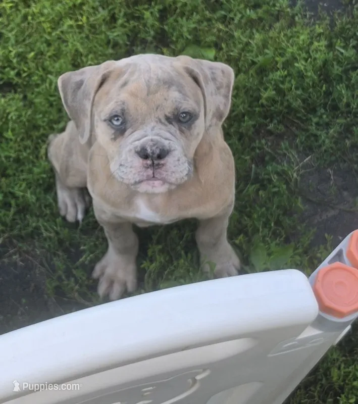 Skye – Olde English Bulldogge puppy for sale in Juda, WI