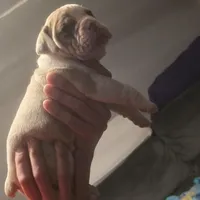 Rowdy, a male Olde English Bulldogge for sale in Juda, WI – Photo 2 of 9