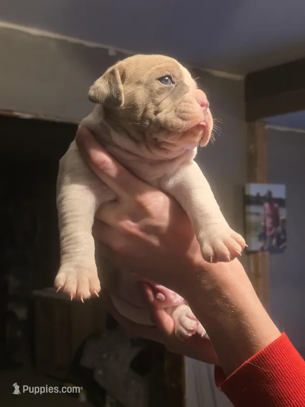 Rowdy – Olde English Bulldogge puppy for sale in Juda, WI
