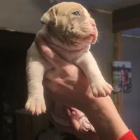 Rowdy, a male Olde English Bulldogge for sale in Juda, WI – Photo 1 of 9